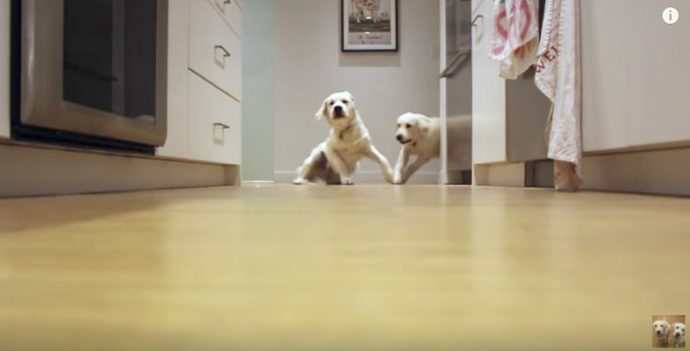 todos-los-dias-estos-dos-perritos-corren-hacia-la-comida-de-la-misma-manera {keyword}