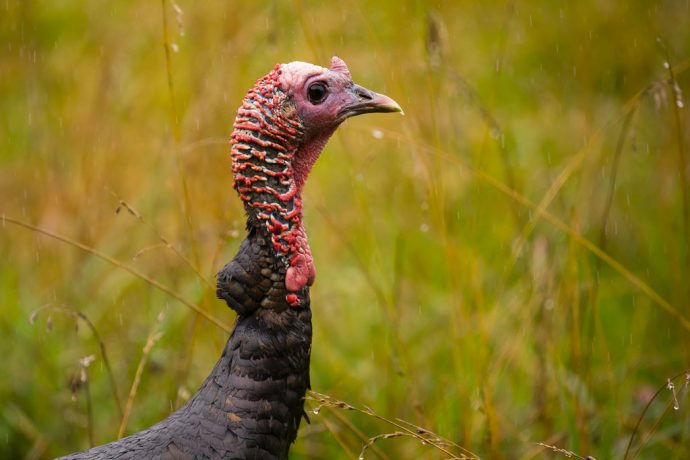 los-7-mitos-de-los-pavos-que-no-tienen-ni-una-pluma-de-verdad {keyword}