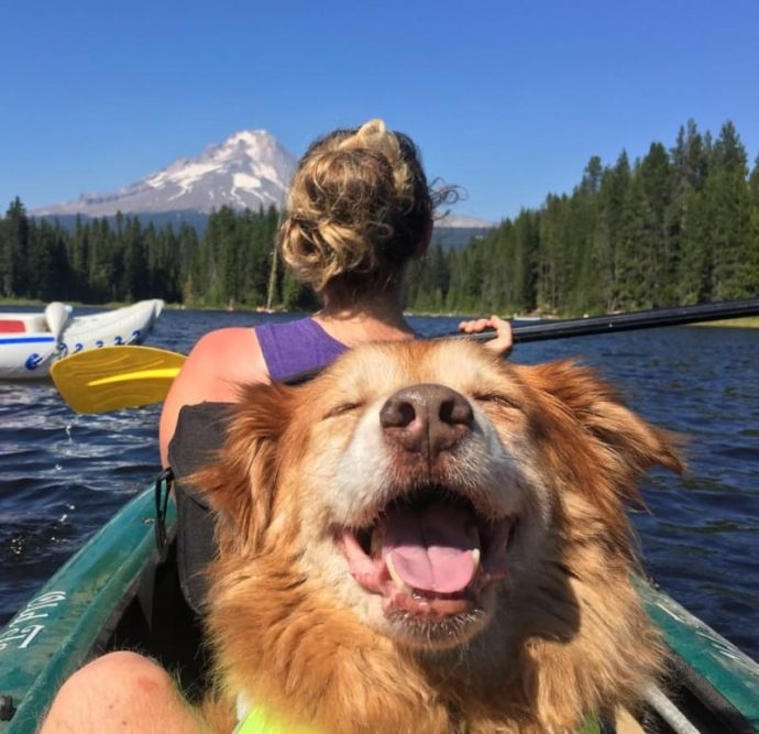 20-perros-adultos-que-te-enamoraran-y-querras-adoptarlos-sin-ninguna-duda {keyword}