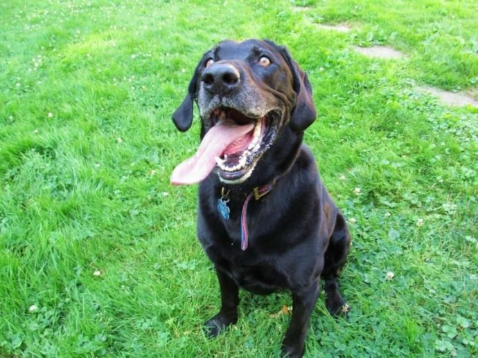 20-perros-adultos-que-te-enamoraran-y-querras-adoptarlos-sin-ninguna-duda {keyword}