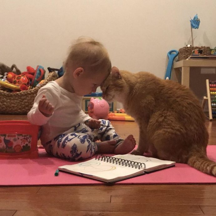 25-imagenes-de-gatos-que-hacen-cosas-muy-extranas {keyword}
