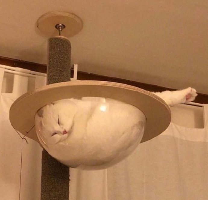 25-imagenes-de-gatos-que-hacen-cosas-muy-extranas {keyword}