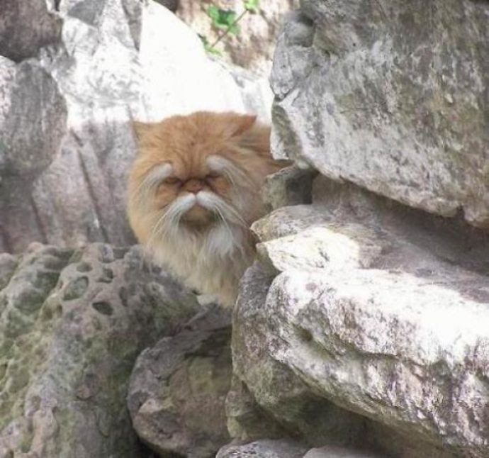 25-imagenes-de-gatos-que-hacen-cosas-muy-extranas {keyword}