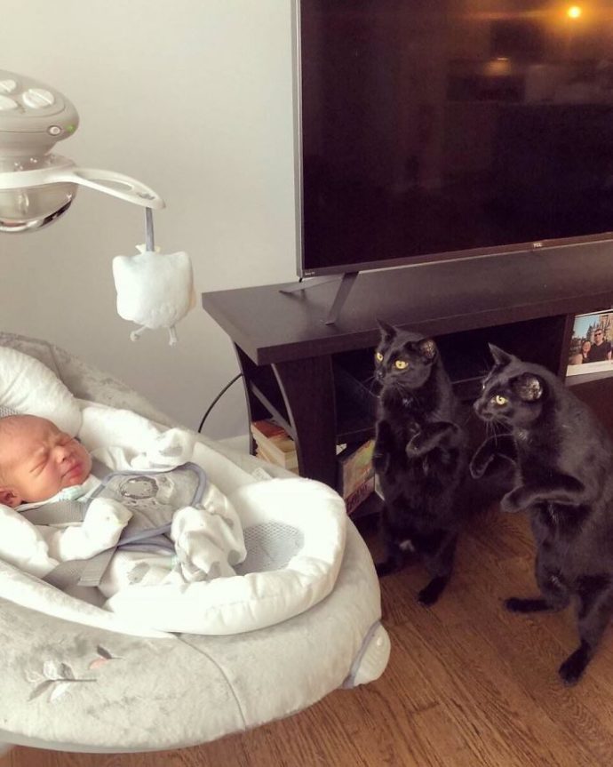 25-imagenes-de-gatos-que-hacen-cosas-muy-extranas {keyword}