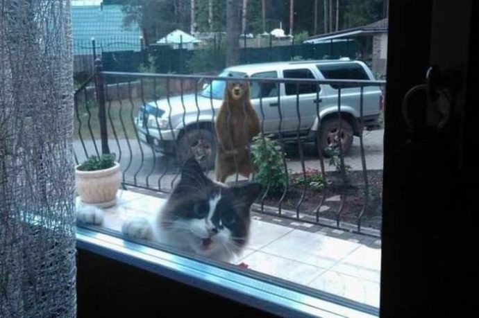25-imagenes-de-gatos-que-hacen-cosas-muy-extranas {keyword}