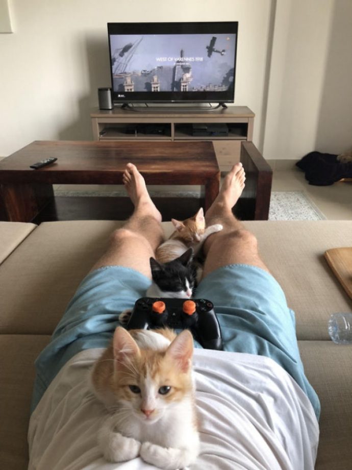 25-imagenes-de-gatos-que-hacen-cosas-muy-extranas {keyword}