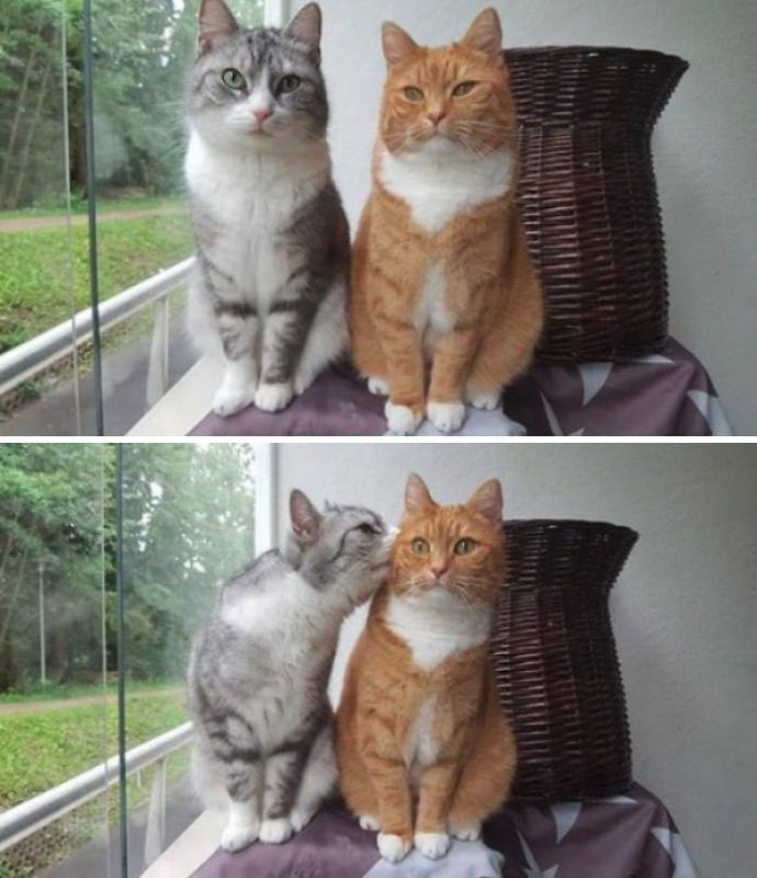 25-imagenes-de-gatos-que-hacen-cosas-muy-extranas {keyword}